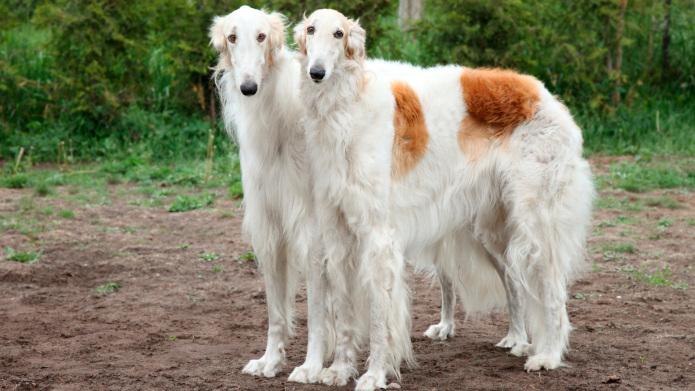 Chó Borzoi