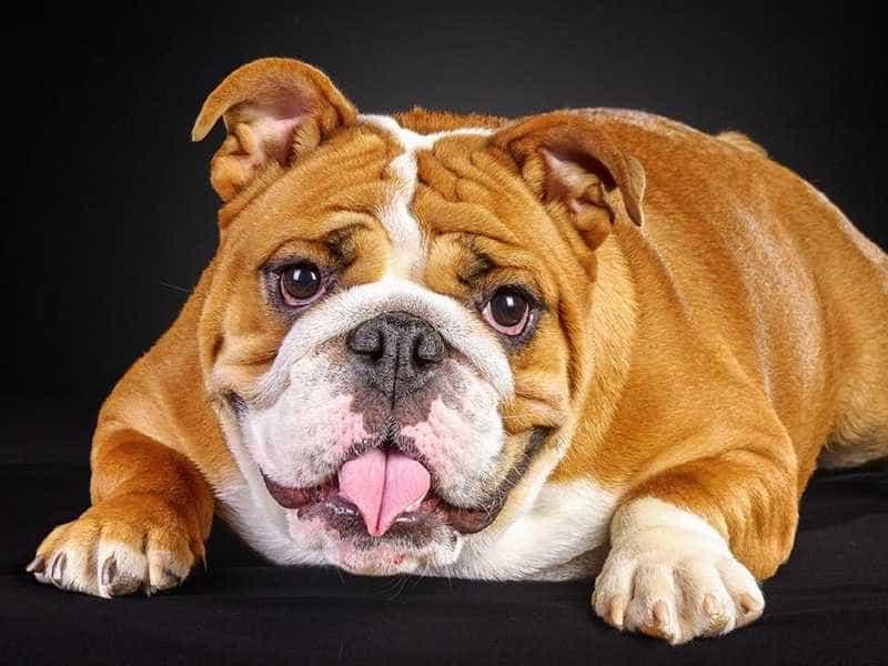 Chó Bull (English Bulldog)