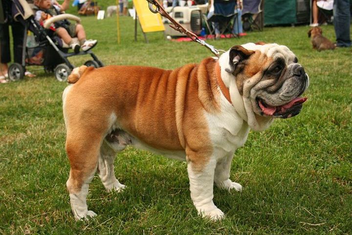Chó Bulldog Anh là kết quả của quá trình lai tạo giữa chó Pug và chó Ngao Anh Mastiff