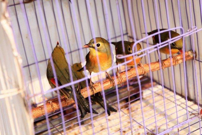 Phòng và điều trị một số bệnh thường gặp ở chim cảnh | Kỹ thuật nuôi trồng
