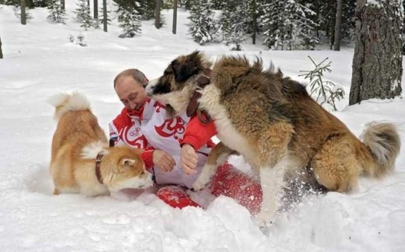 Tổng thống Nga Vladimir Putin đang chơi đùa với hai chó cưng là Buffy và Yume (2013)