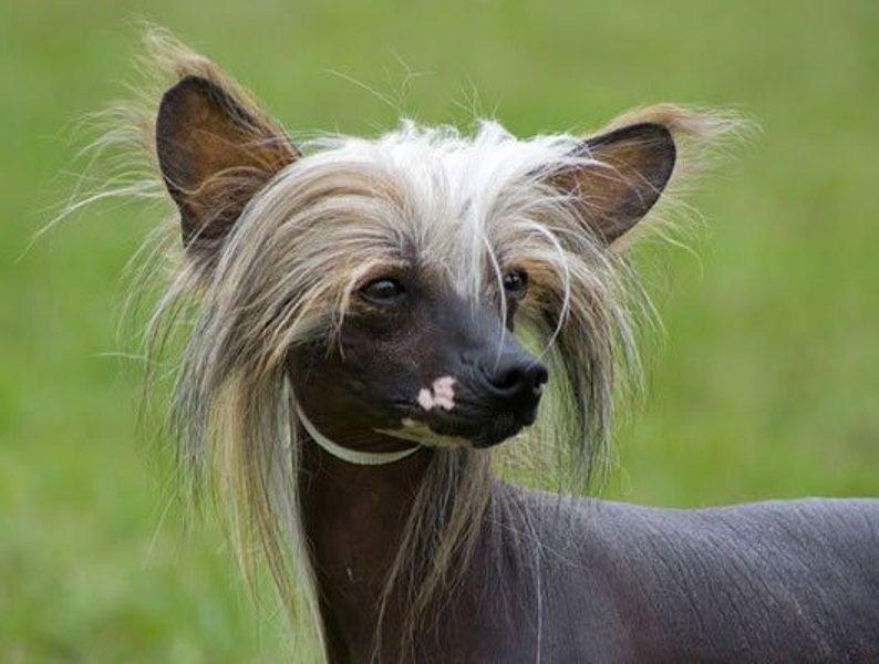 Chó có mào (Chinese crested)