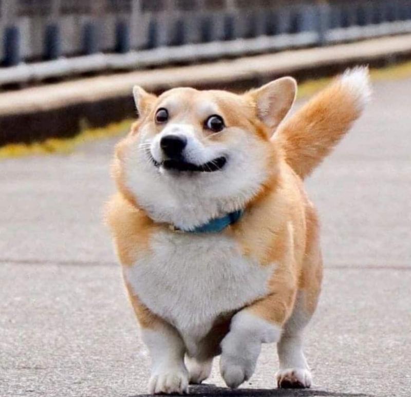 Giống chó Corgi