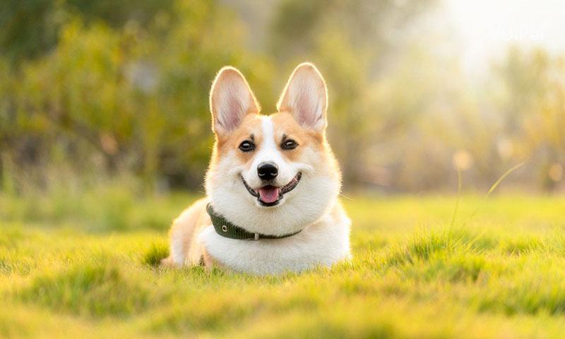 Ch Corgi Ch Corgi