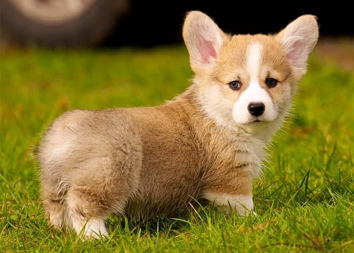 Chú chó Corgi chân ngắn vô cùng dễ thương