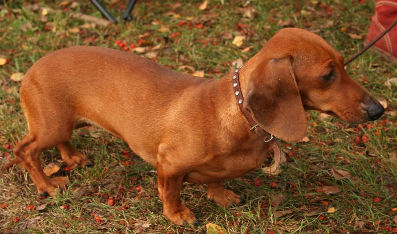 Chó Dachshund