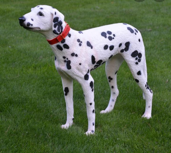 Chó Dalmatian