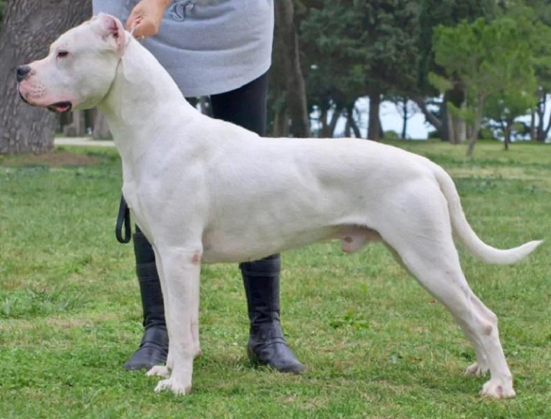 Chó Dogo Argentino﻿