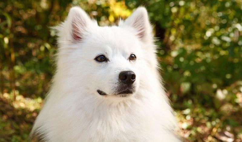 Chó Eskimo Canada