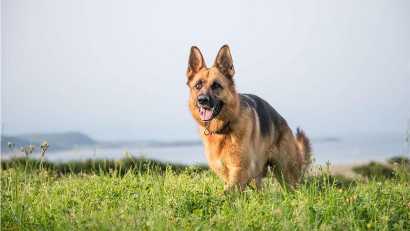 Chó German Shepherd