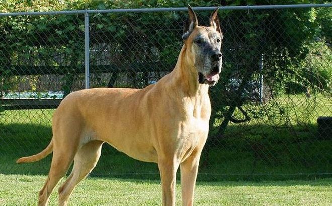 Chó Great Dane