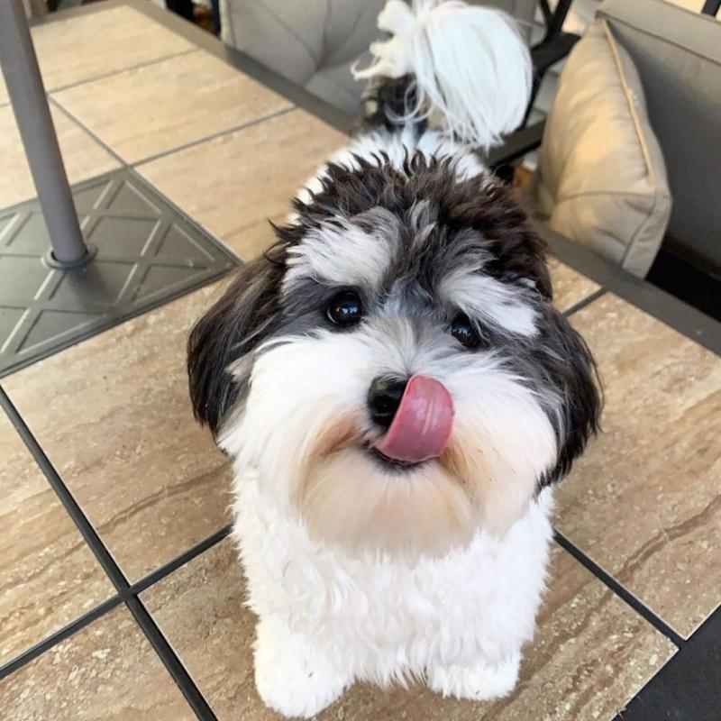 Chó Havanese