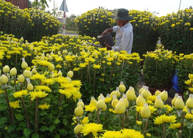 Chợ hoa Bạc Liêu