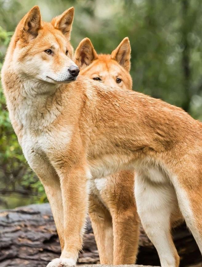 Chó hoang Dingo của Úc là một trong những loài vật hiếm nhất hành tinh