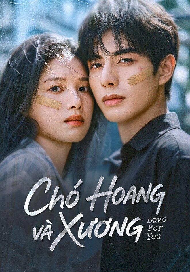 Chó hoang và xương