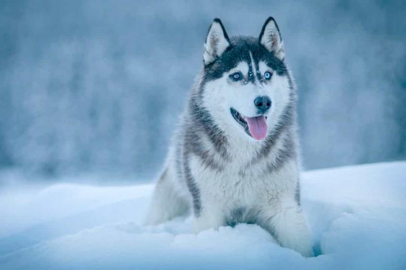 Chó Husky Sibir