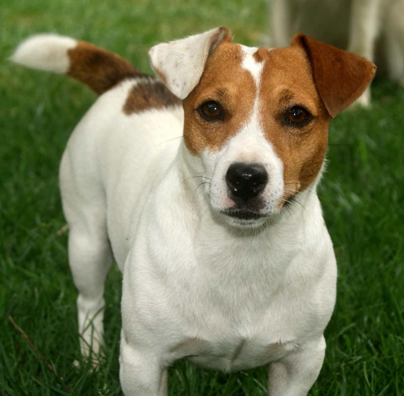 Chó Jack Russell Terrier