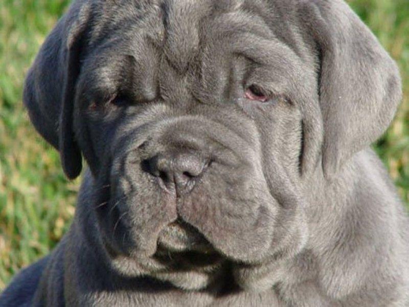 ﻿﻿Chó Neopolitan Mastiff