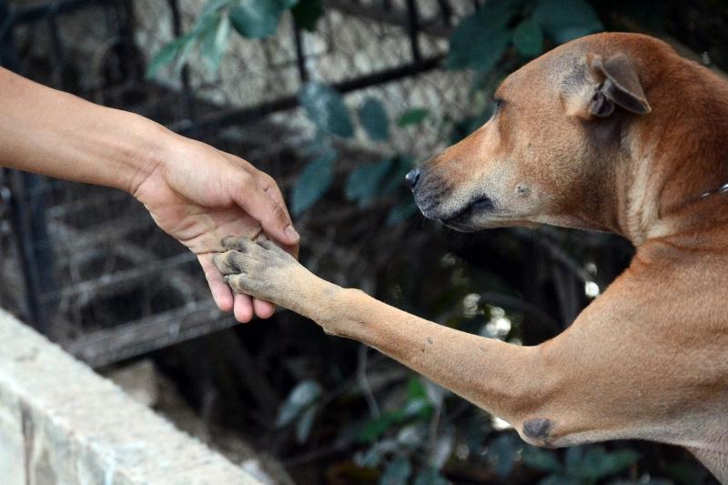 Chó là người bạn trung thành