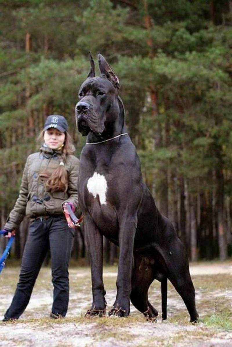 Chó là nhà vô địch về các kích cỡ và hình dạng
