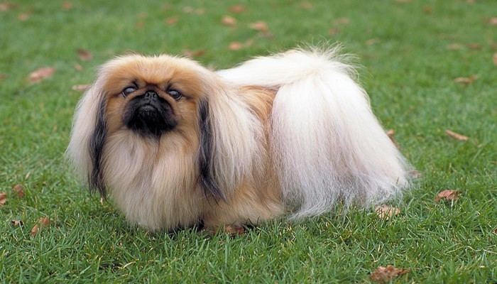 Chó Lhasa Apso