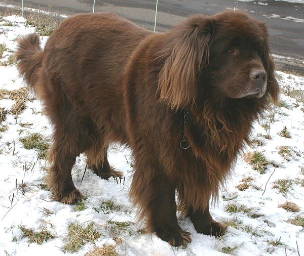 Chó Newfoundland