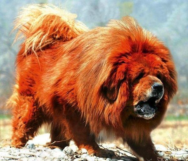 Chó Ngao Tây Tạng - 582.000 USD
