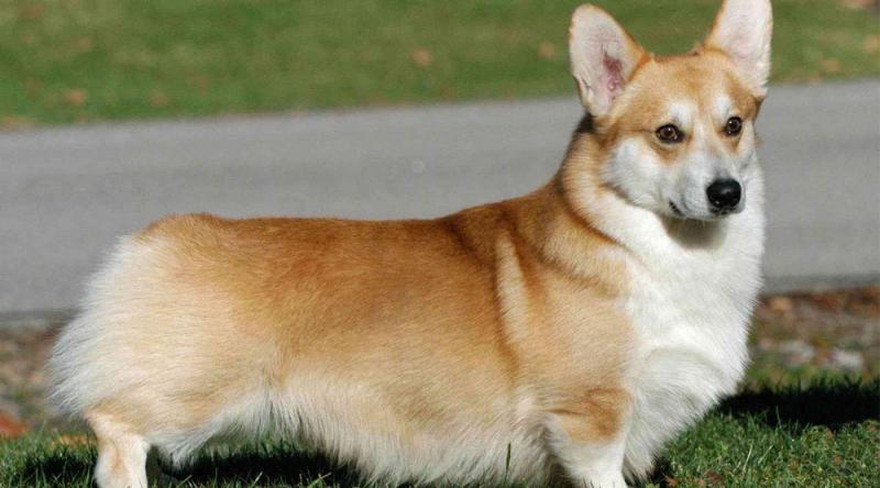 Chó Pembroke Welsh Corgis