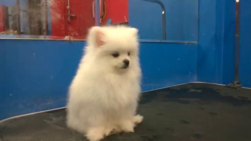 Chó Pomeranian