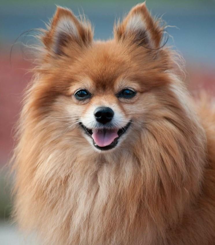 Chó Pomeranian