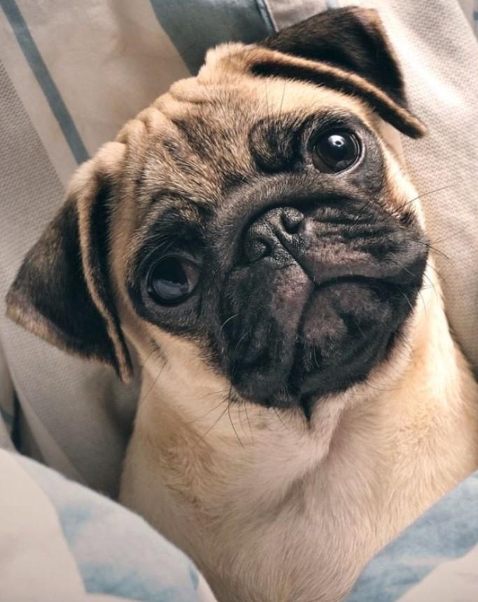 Chó Pug mặt xệ