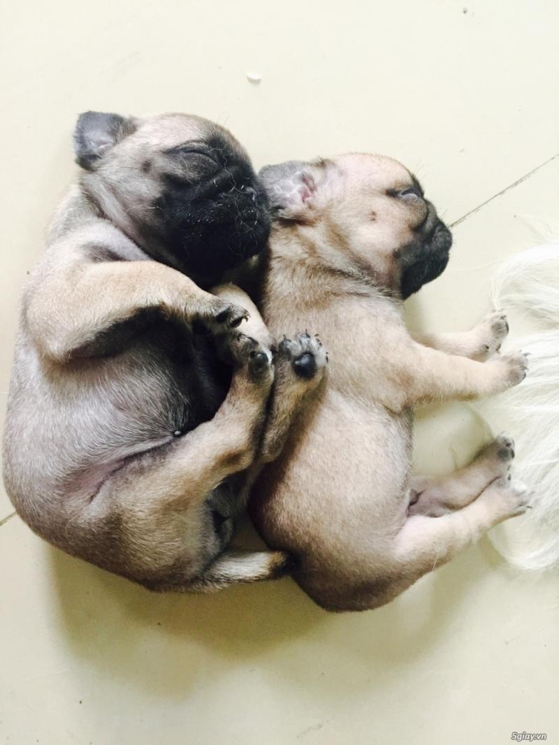 Chó Pug mặt xệ