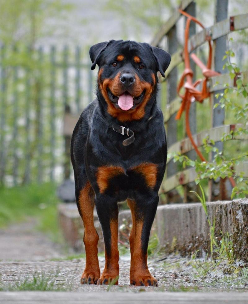 hiện nay chó Rottweiler khá quen thuộc với người Việt Nam yêu chó