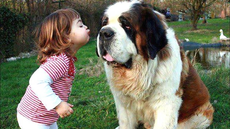 Saint Bernard rất hiền lành và thân thiện với trẻ