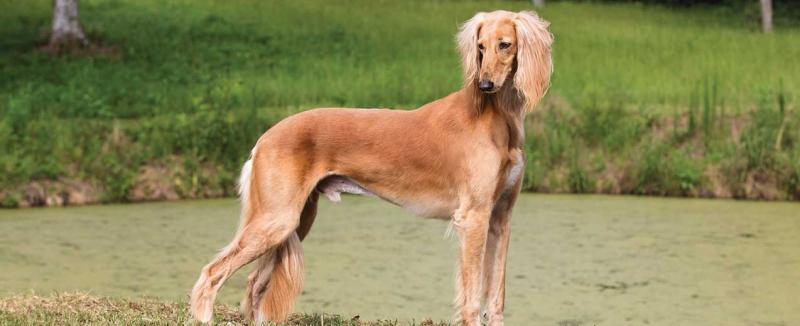 Chó Saluki