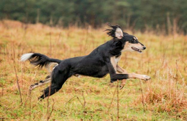 Chó Saluki