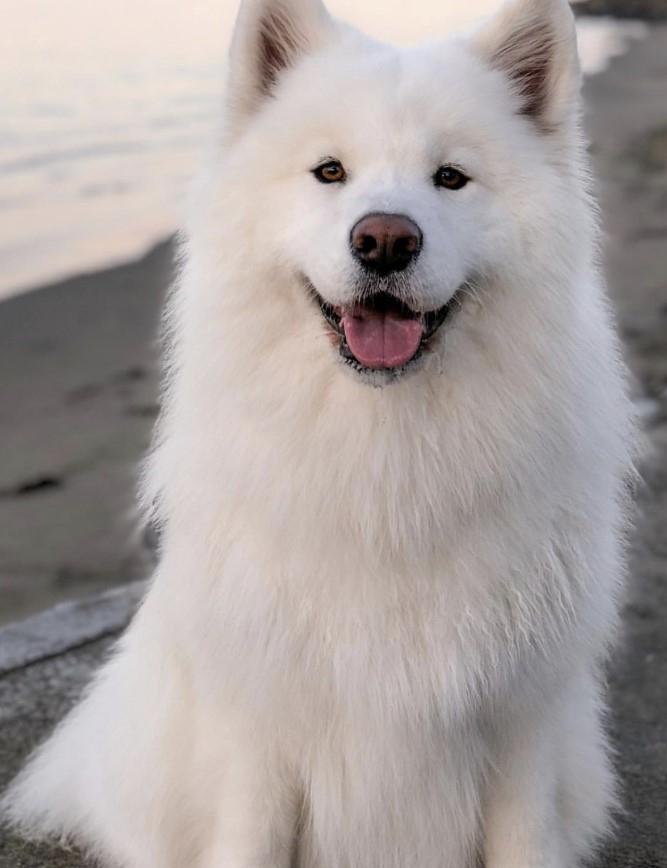 Chó Samoyed