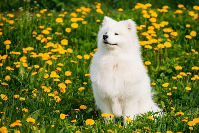 Những hình ảnh chó Samoyed được yêu thích nhất hiện nay đang chờ đón bạn. Hãy ngắm nhìn sự đáng yêu và thông minh của chúng và cảm nhận tình bạn đặc biệt của loài chó này.