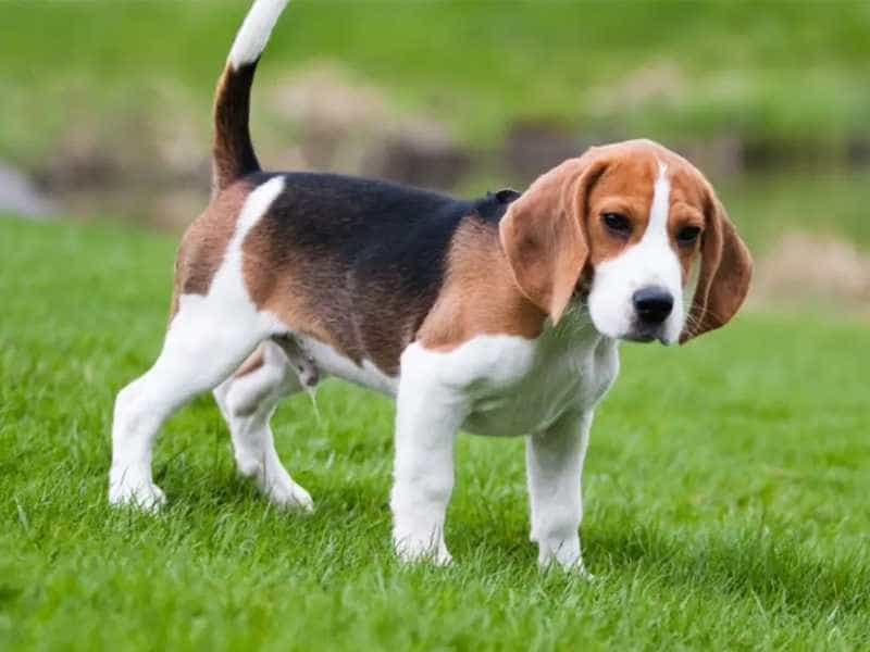 Chó săn thỏ (Beagle)