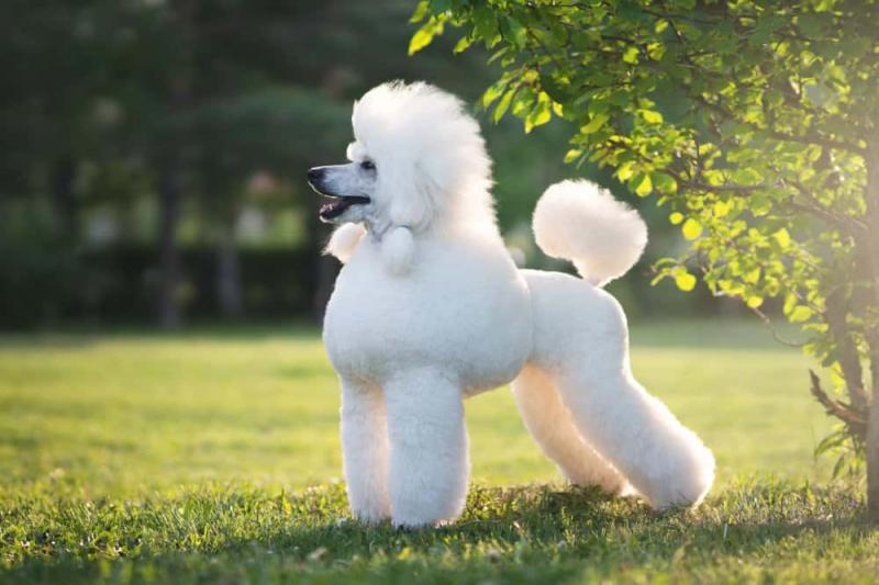 Chó săn vịt (Poodle)