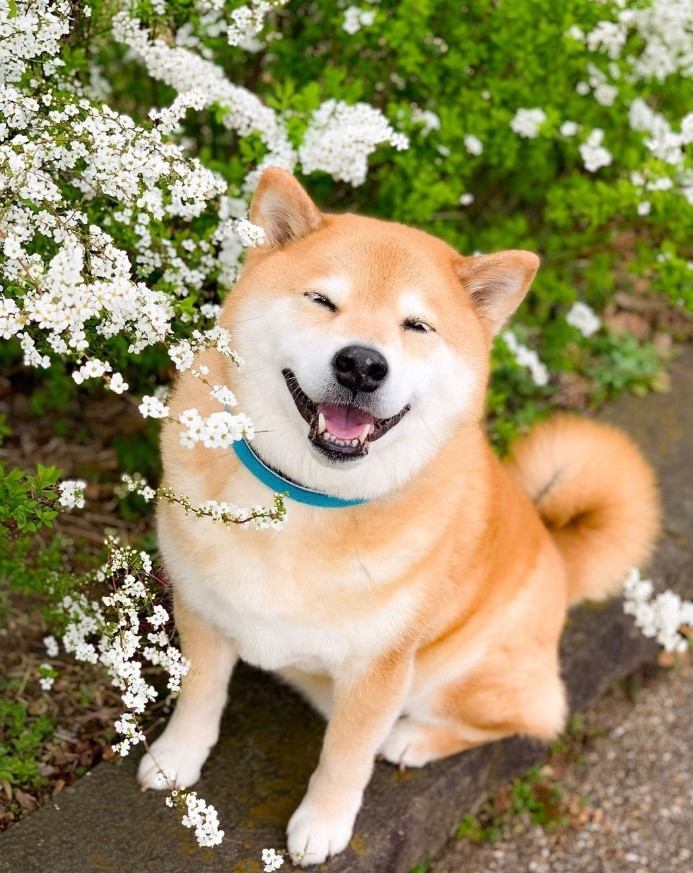 Chó Shiba