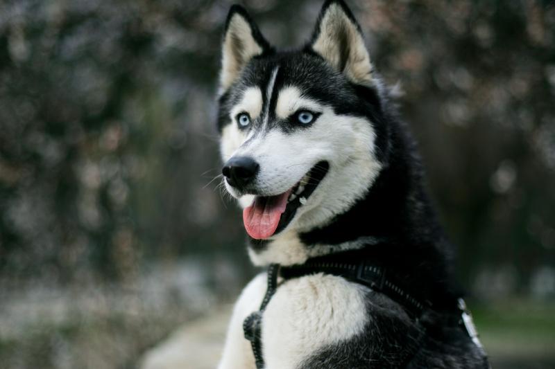 Husky loài chó của sự kiêu hãnh