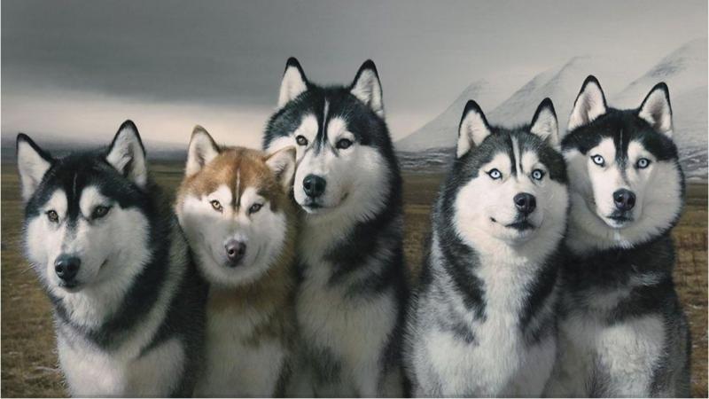 Chó Husky Sibir