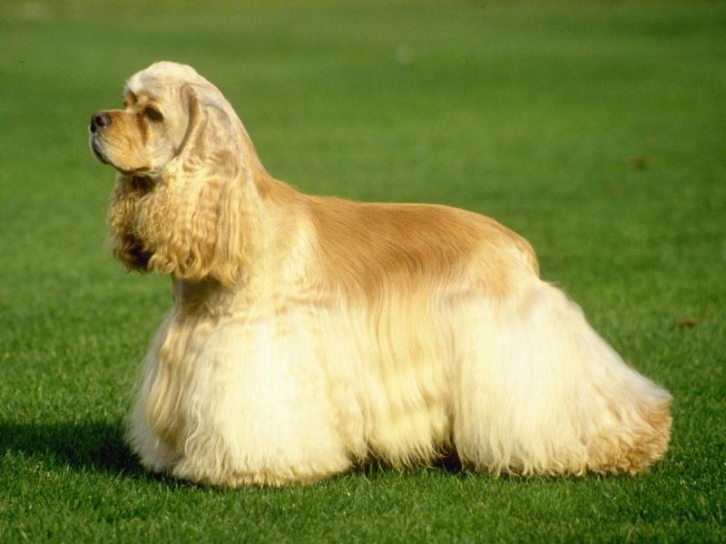 Chó Spaniel