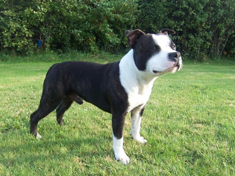 loài Staffordshire Bull Terrier khá hung dữ nhưng rất trung thành