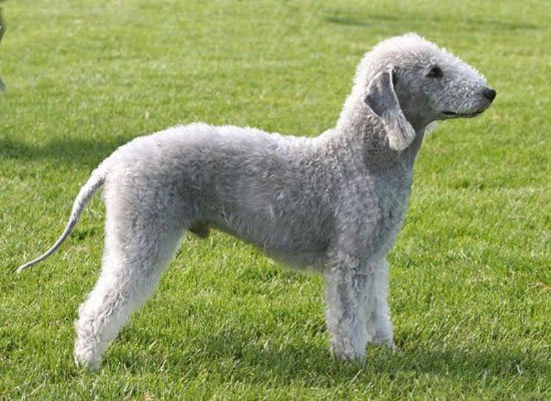 Chó sục Bedlington