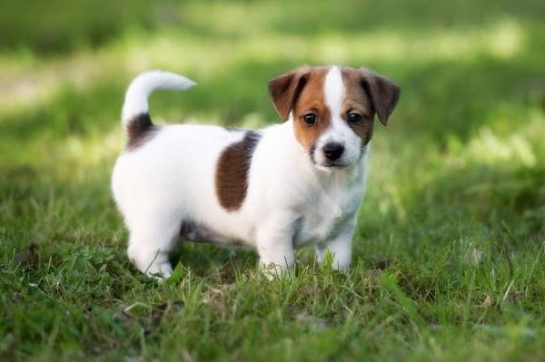 Chó sục Jack Russell