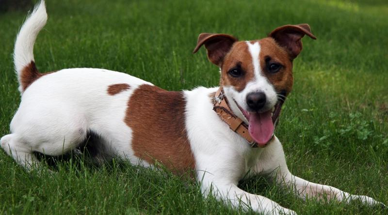 Chó sục Jack Russell được coi là giống chó đẹp nhất thế giới