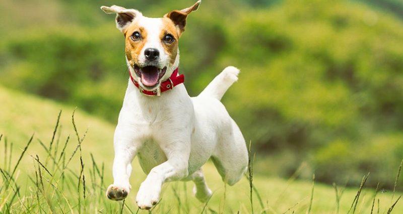 Chó sục Jack Russell