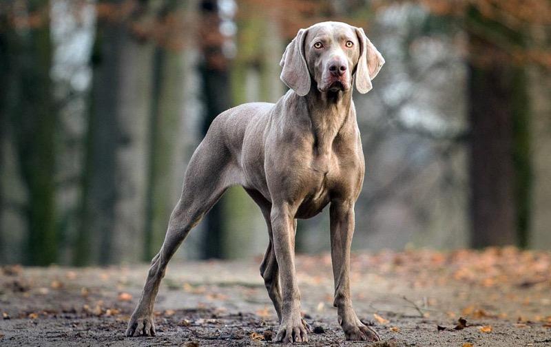 Chó Weimaraner